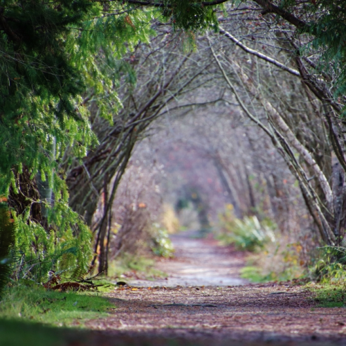 Tree Tunnel