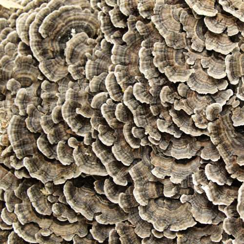 Nature's art!
