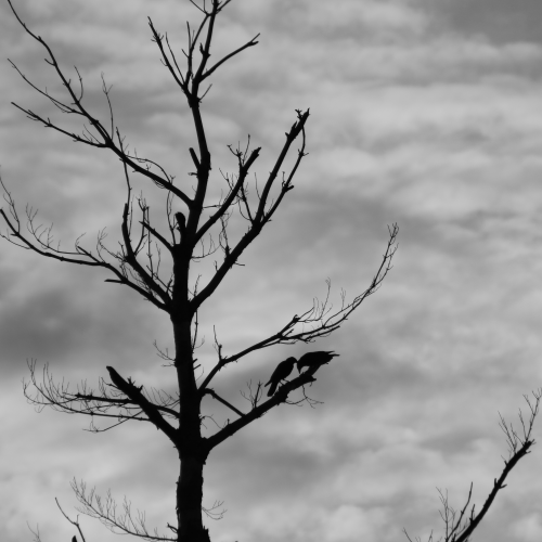 The Ravens
