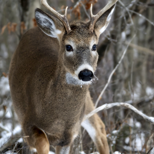 Young buck