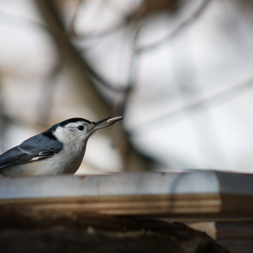 At the Feeder