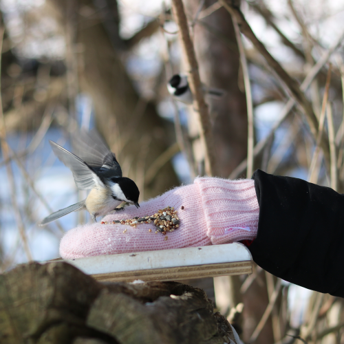 Friendly Bird