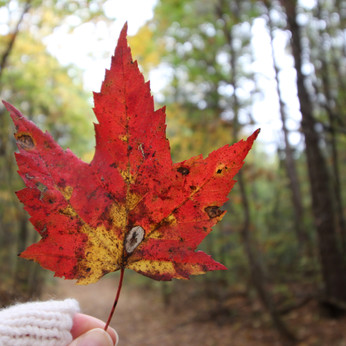 Autumn Colours