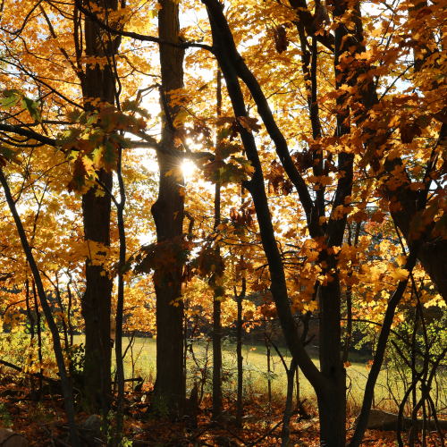 Treeline