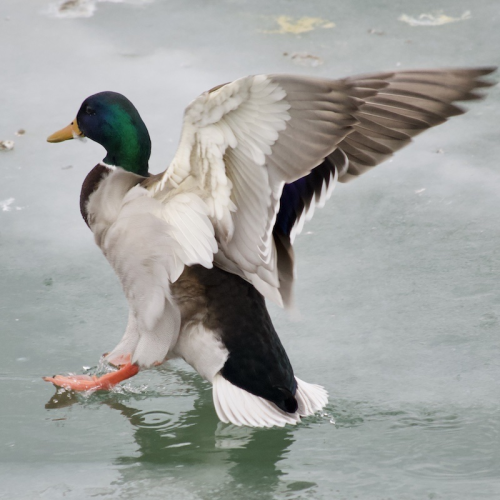 Coming in for a landing