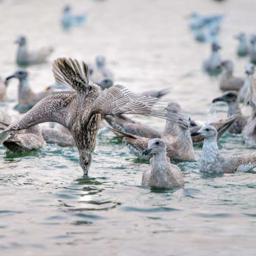 Dive Bombing