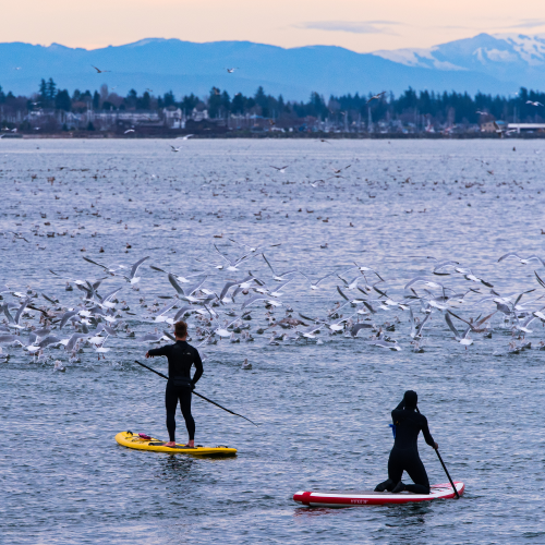 Paddleboarding On Semiahmoo Bay