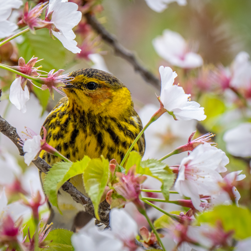 Cape May Warbler in a tree