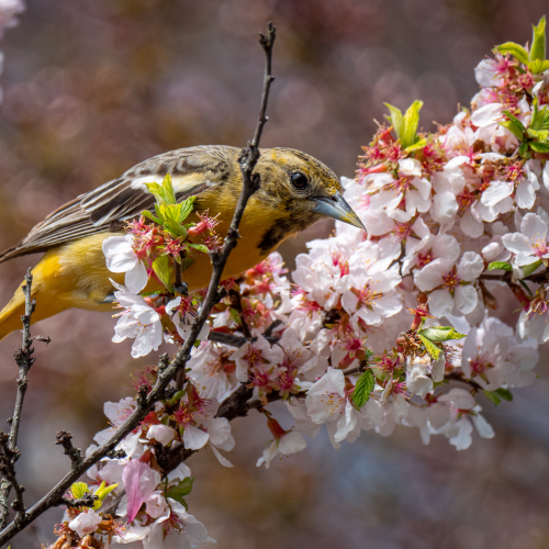 Female Baltimore Oriole in a tree