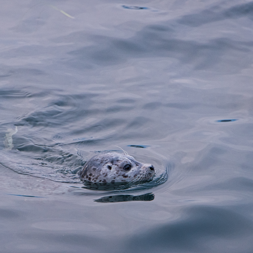 Harbor Seal