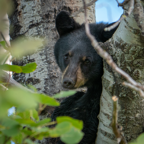Young black bear