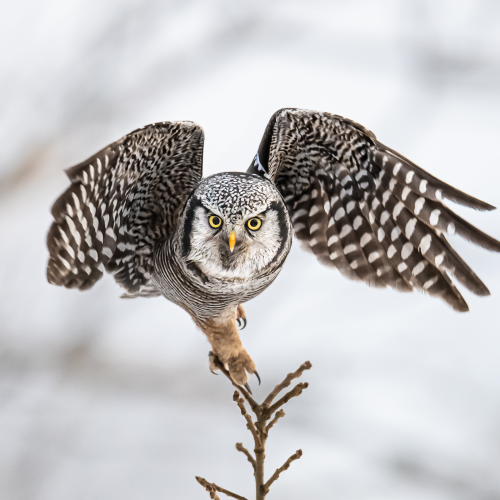 Northern Hawk Owl taking off