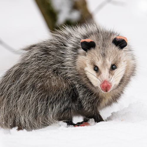 Virginia Opossum