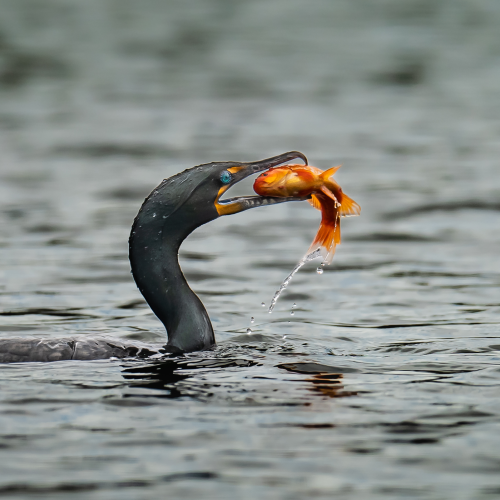 Double-crested cormorant pulling a fish out of water