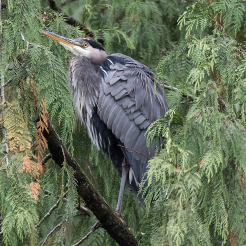 Heron In Tree