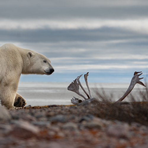 Life and death on the Tundra