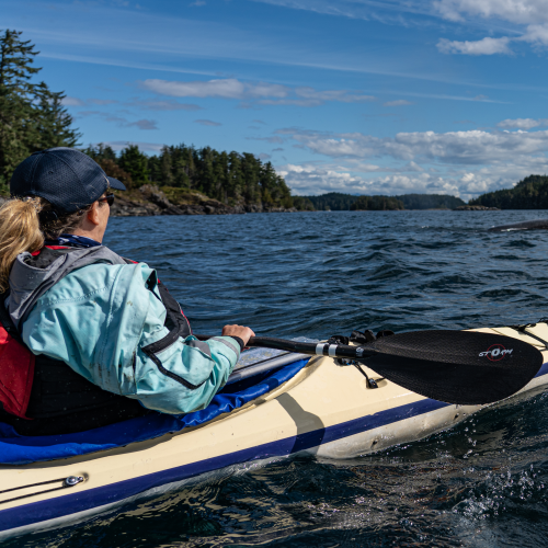 Paddling with Humpbacks