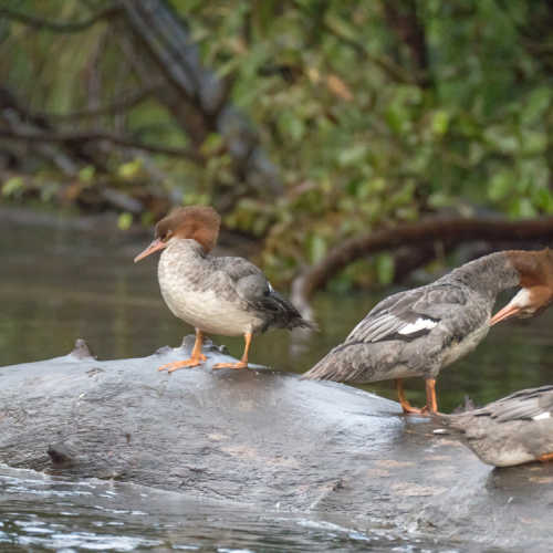 Mergansers
