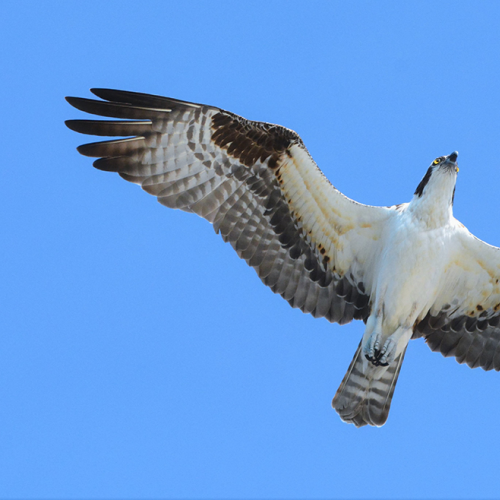 SOARING     Osprey