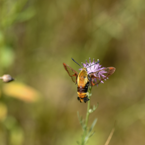 Bee Moth