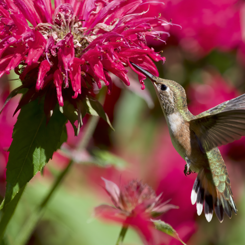 Hummingbird