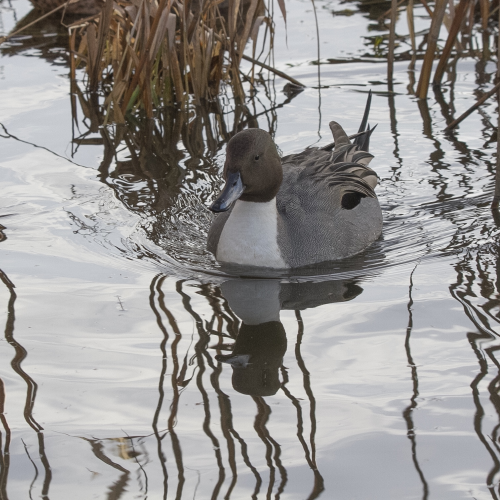 Lined up Pintail