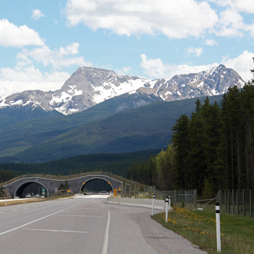 Wildlife Crossing