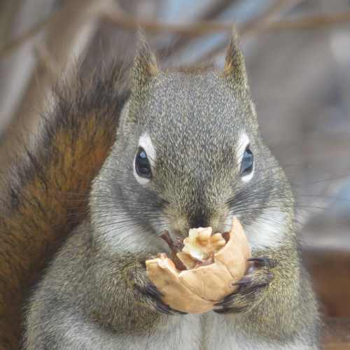 Backyard Squirrel 