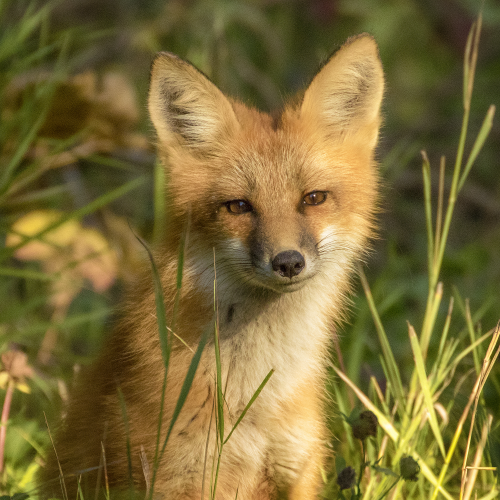 Fox in the Grass 
