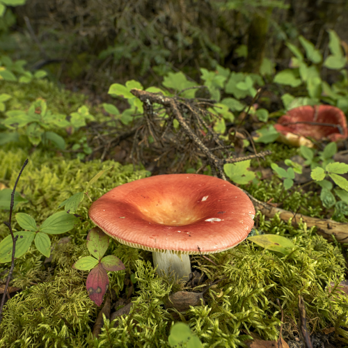 Little red mushroom 