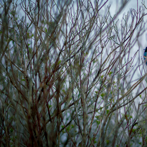 Blue bird