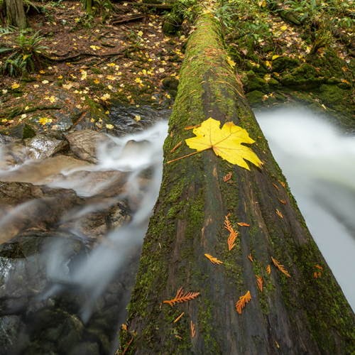 Autumn Rainforest