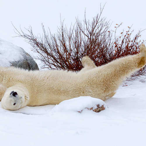 Yoga Exercise