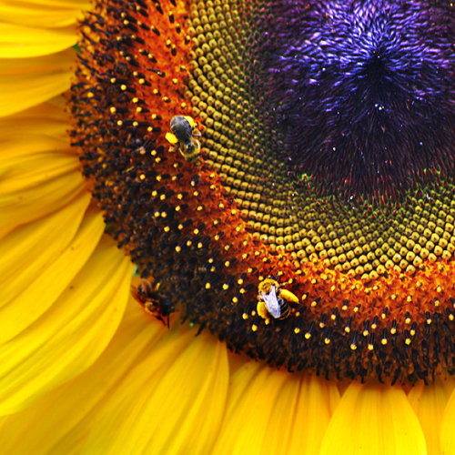Sunflower, Seeds and Bees
