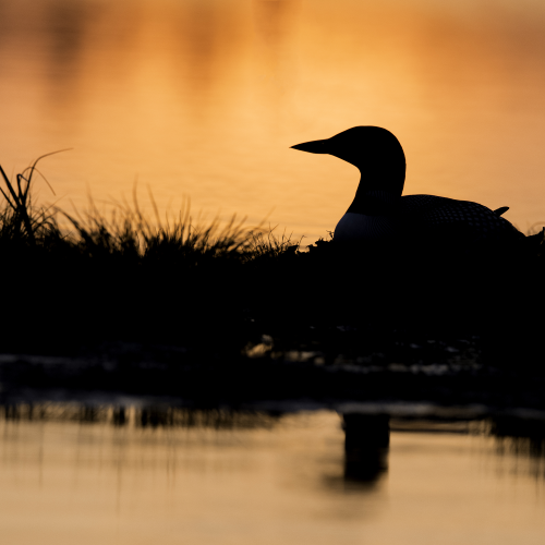 Sunset Loon