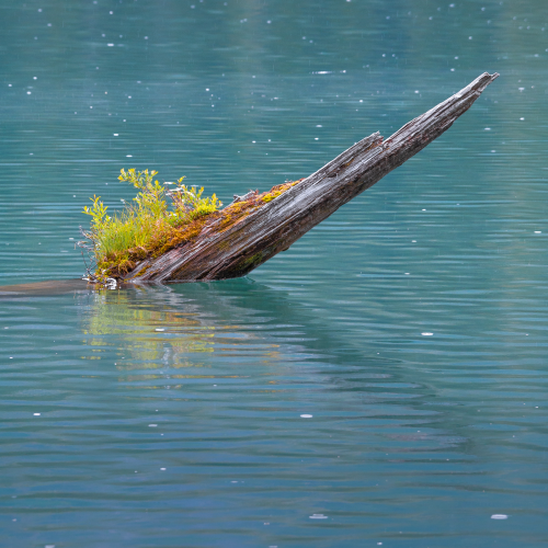 Life Finds a Way