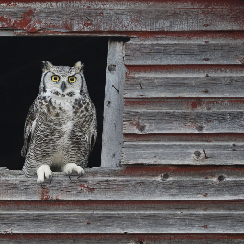Owl Eyes