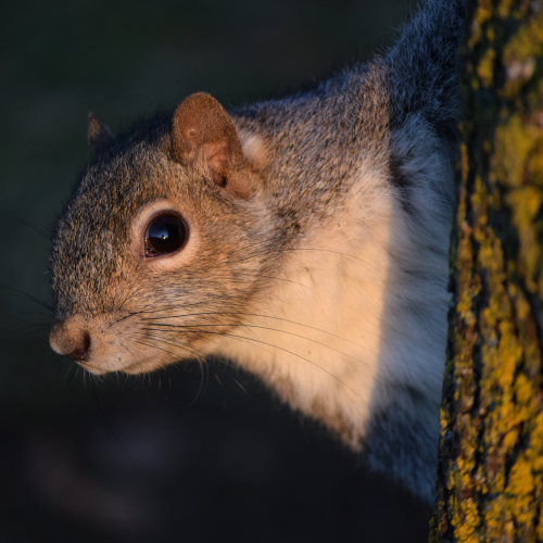 Peeking Squirrel