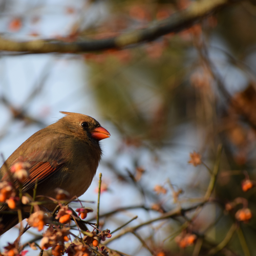 Cardinal at sunset