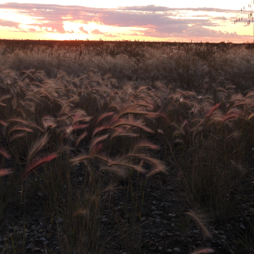 Seeing Foxtails in a Different Light