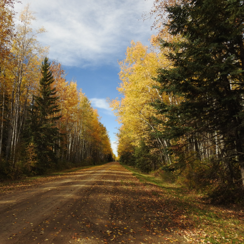 Paved by Nature