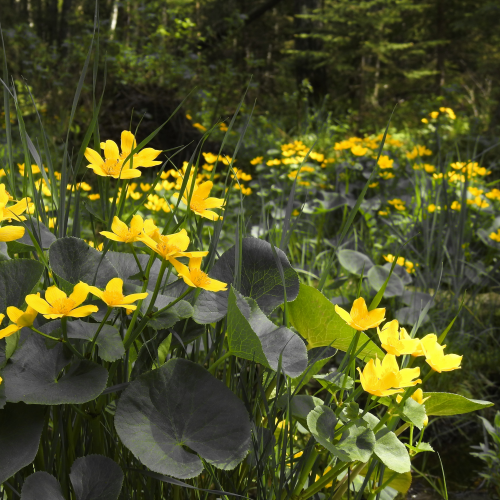 Nature's Flowerbed