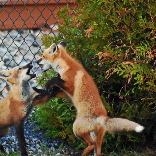 Fox Kits Sparring it out