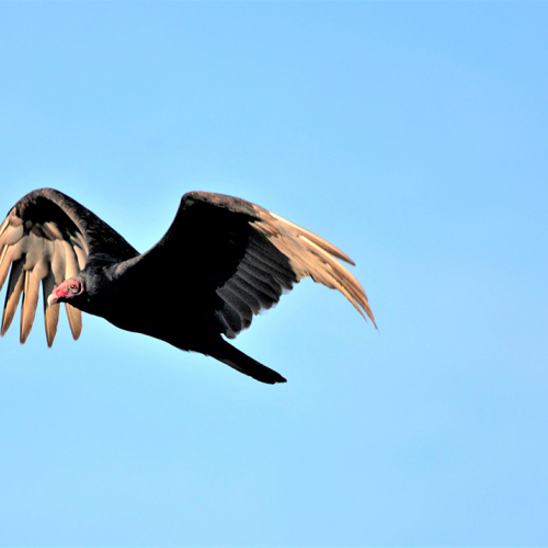 FOLLOWING THE SCENT       Turkey Vulture