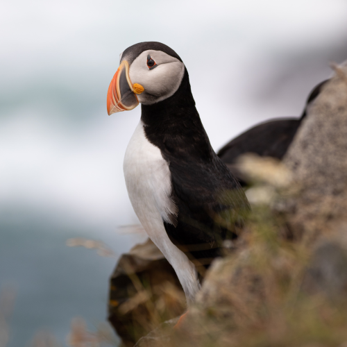 Portrait of a Puffin