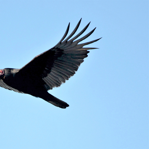 RIDING THE WIND    Turkey Vulture