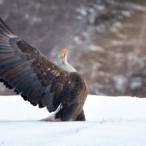 Bird of Pray