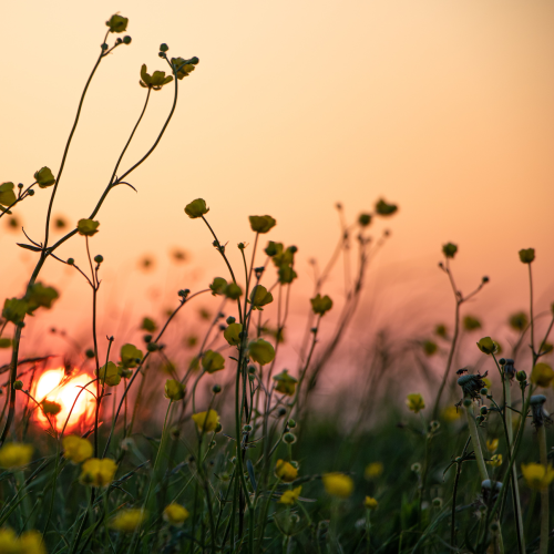 Sunset in the Buttercups