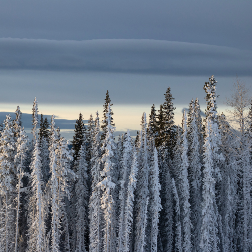 Frosty Tree Line 