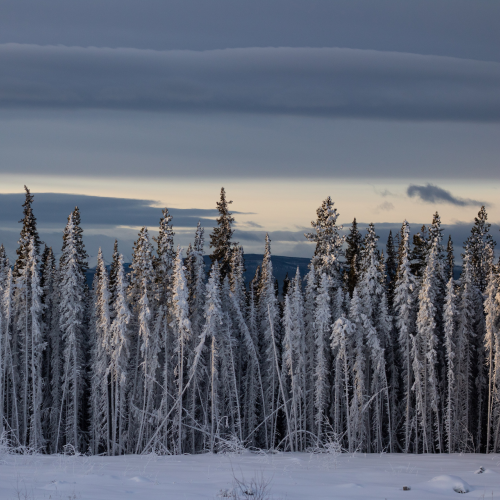 Frosty Tree Line 